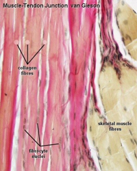 pink fibrous collagen