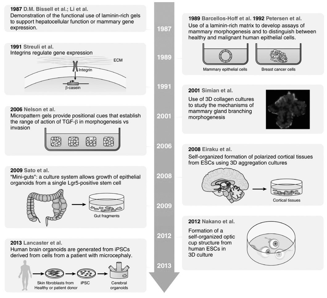 3D Cell Culture Vs. Traditional 2D Cell Culture Explained